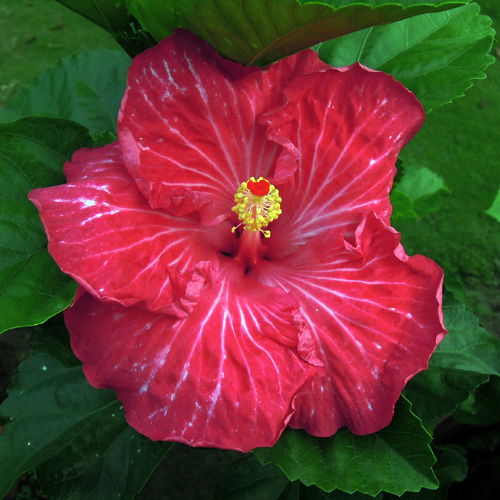 Taiwan Red Cheongsam